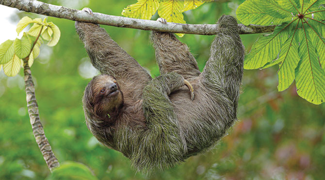 A sloth hanging upsidedown on a branch