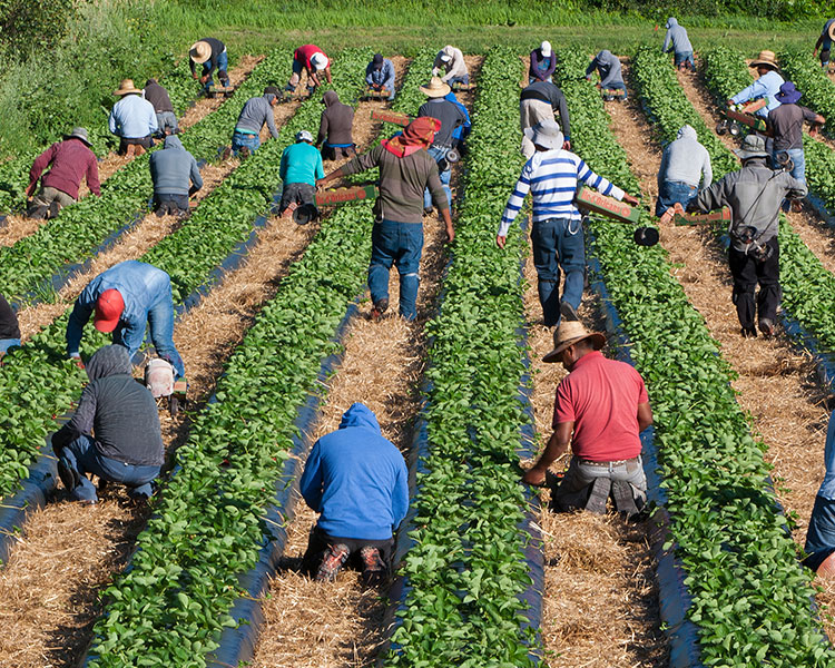 Workers in a field