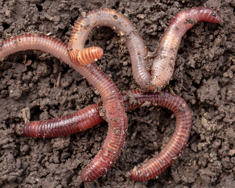 Worms in dirt