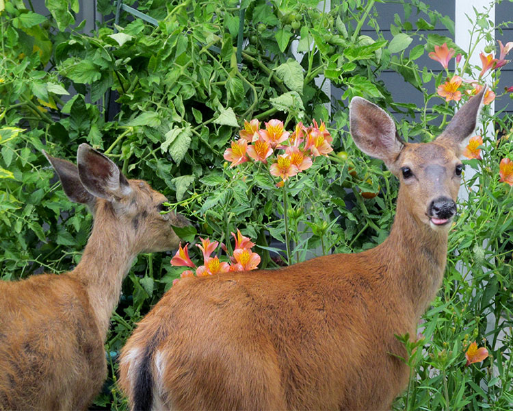 Two deer