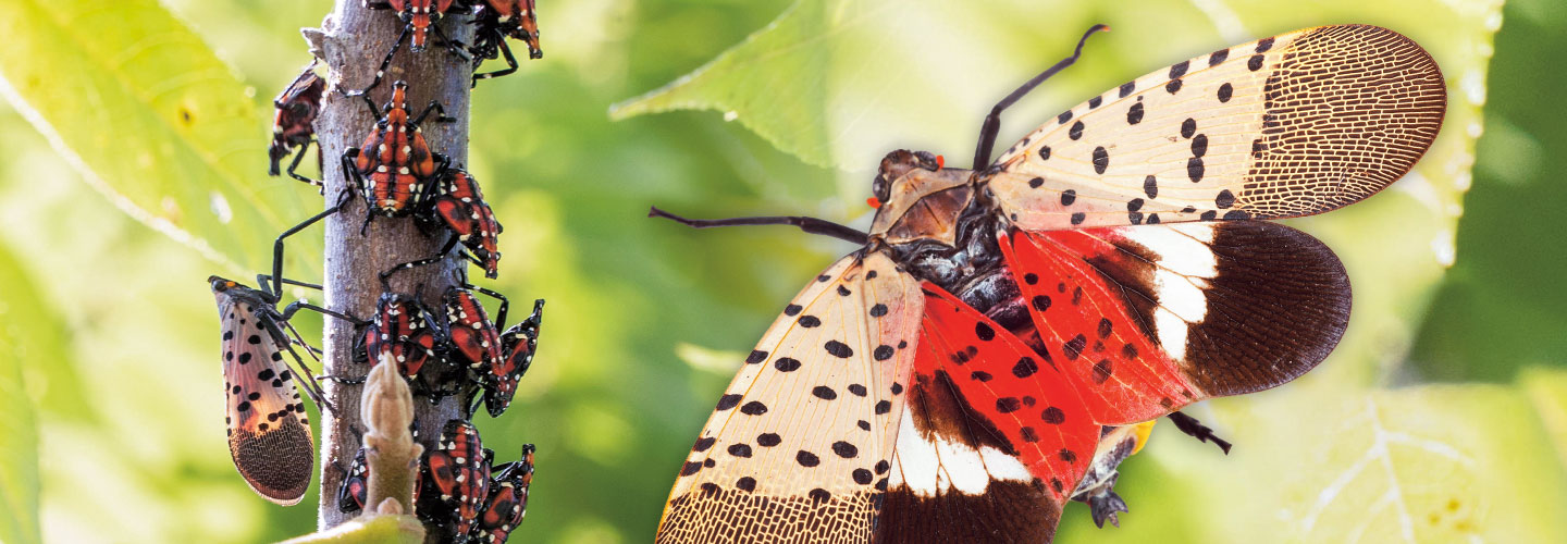 Lanternflies on a plant, and then a close-up image of one