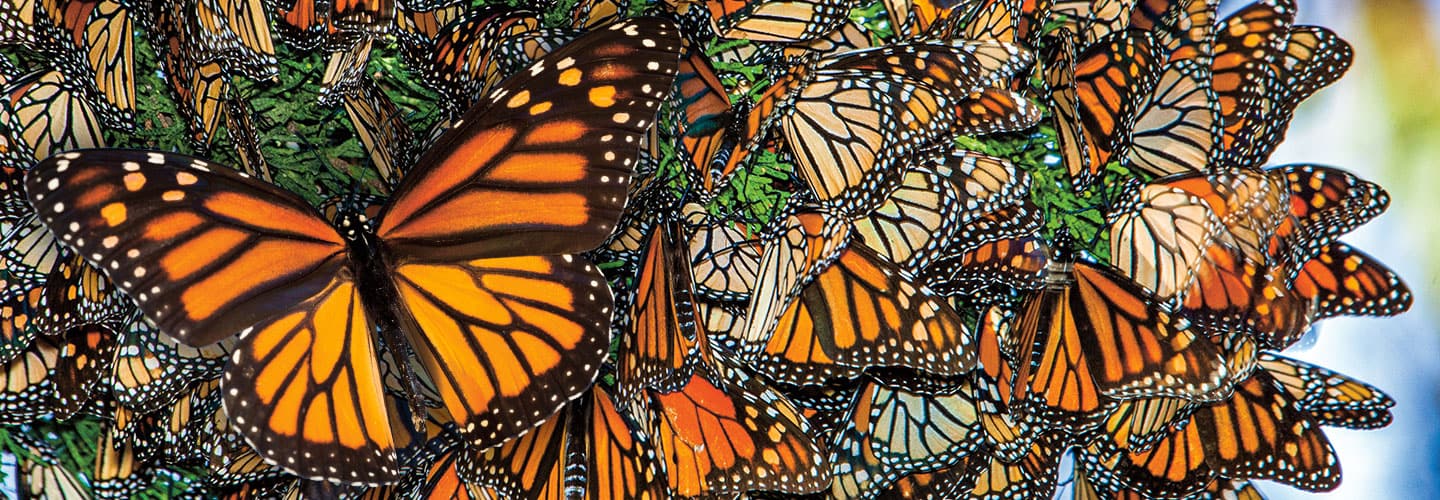 Dozens of colorful monarch butterflies cling to a tree.