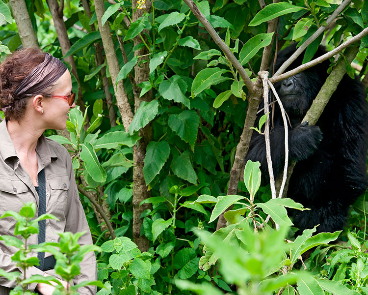 Jane Goodall looks at a gorilla sitting in the bushes.