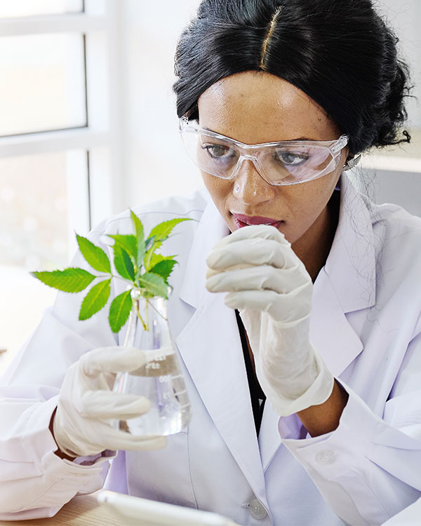 A scientist examining a plant&apos;s leaves in a glass beaker