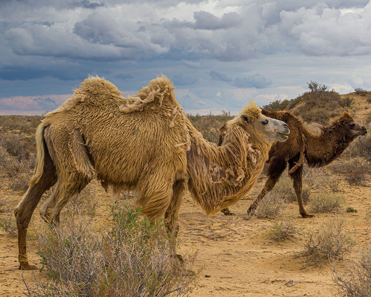 Camels in the desert