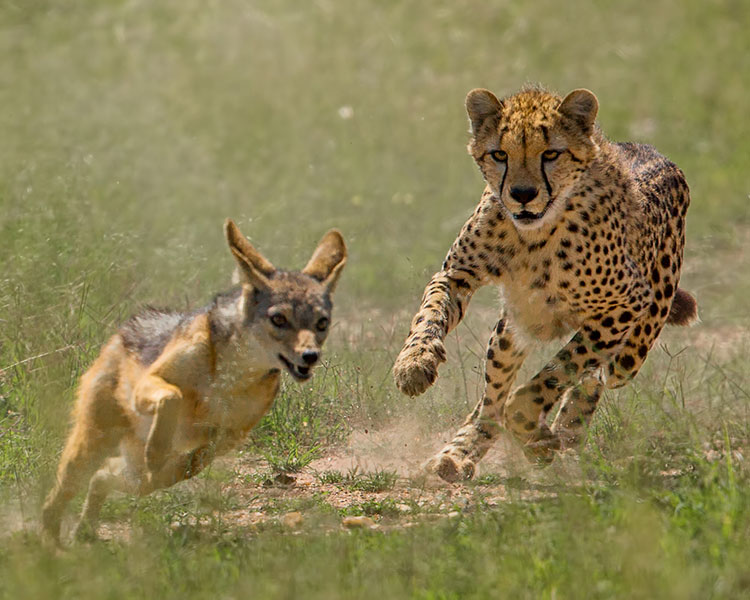 A cheetah running after a small fox like animal