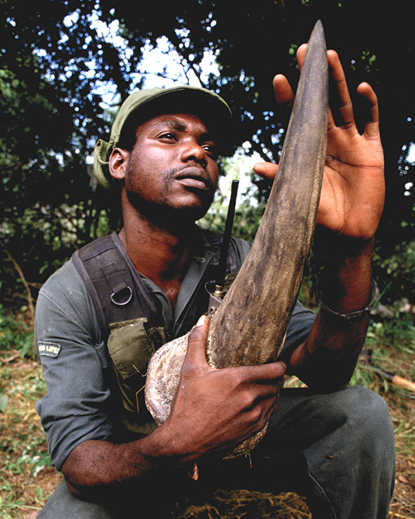 Poacher holding an animal&apos;s tusk.