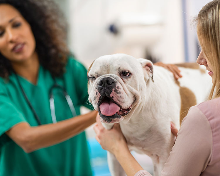 A vet and a pet owner looking at the bulldog on the table