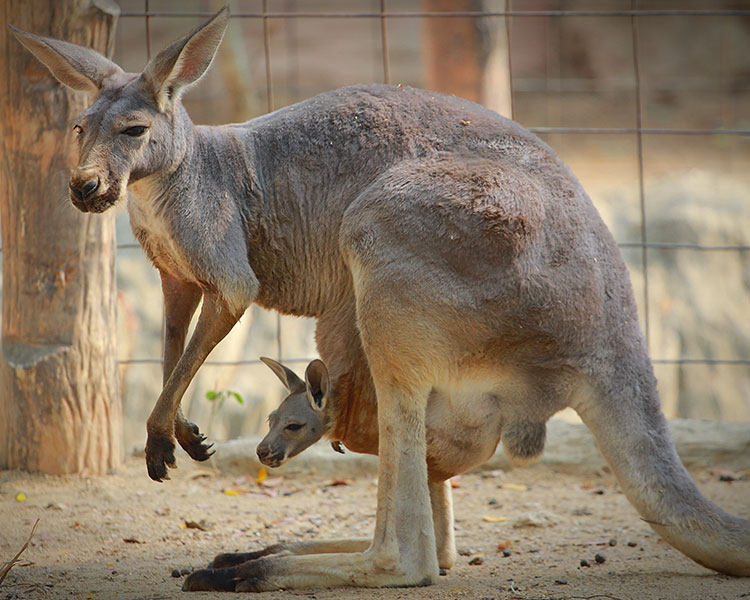 A kangaroo with a baby kangaroo in its pouch