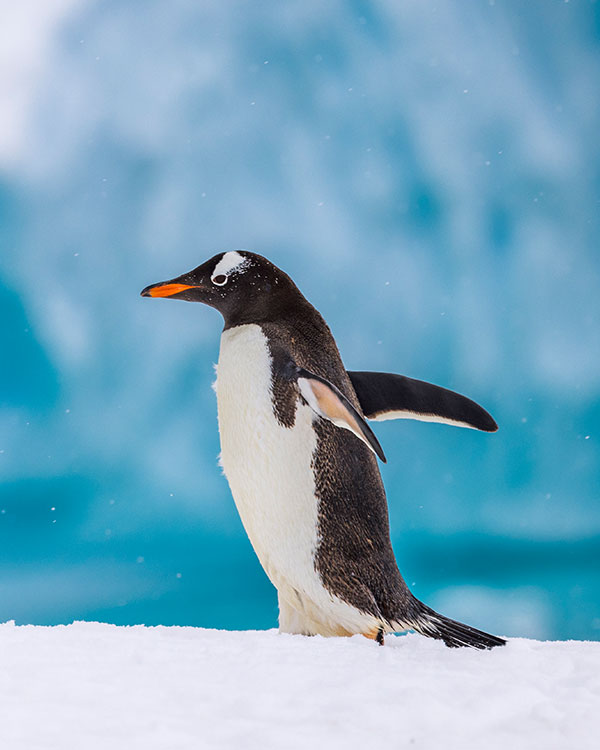 Photo of a penguin in a snowy landscape