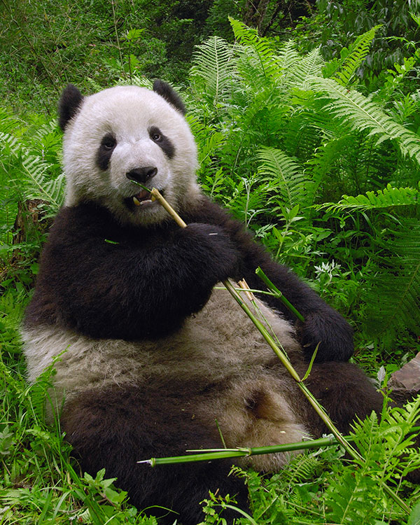 Image of a panda eating bamboo in a forest