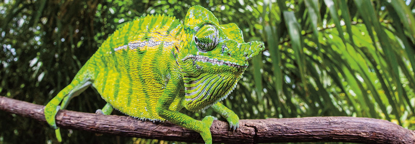 Image of a green chameleon sitting on branch