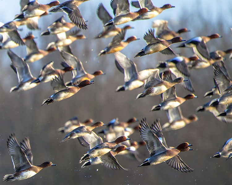 Image of a large group of birds flying