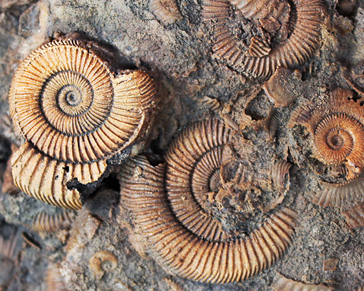 Photo of spiral fossils