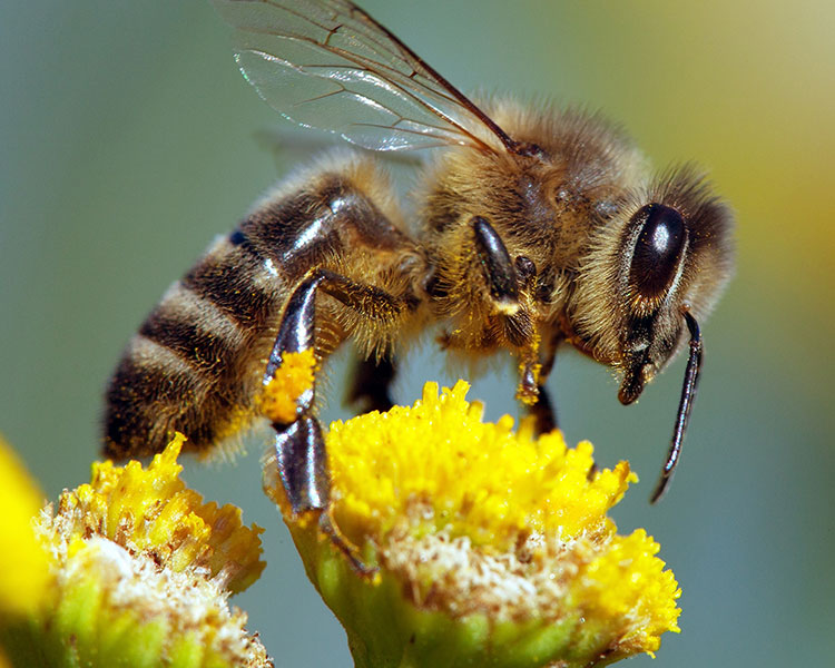 Close-up photo of a bee on a yellow flower