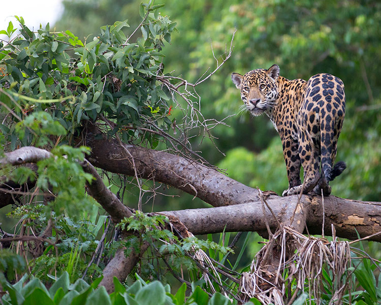 Leopard in the rainforest