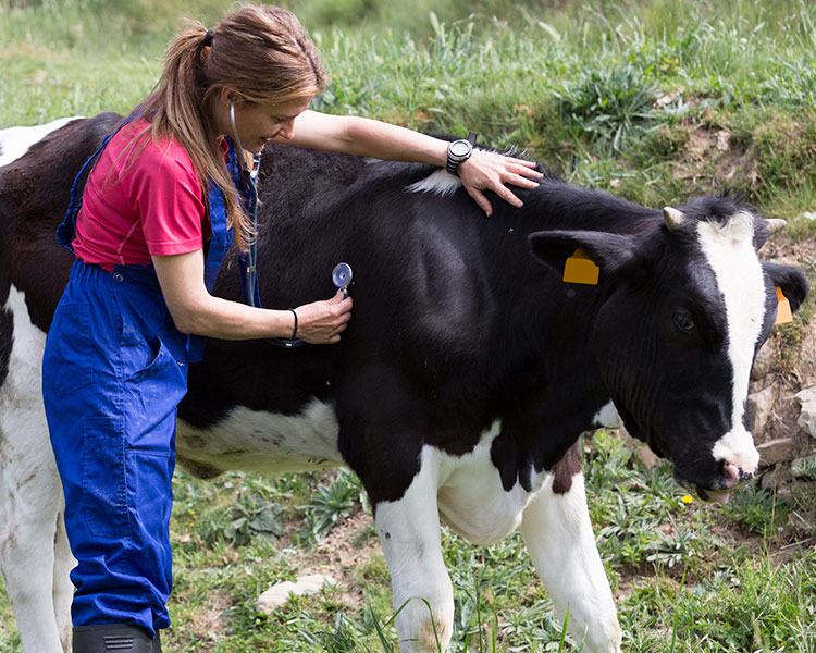 Vet performing a check-up on a cow