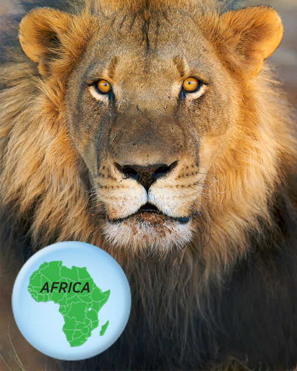 Face of a lion and a globe showing the continent of Africa