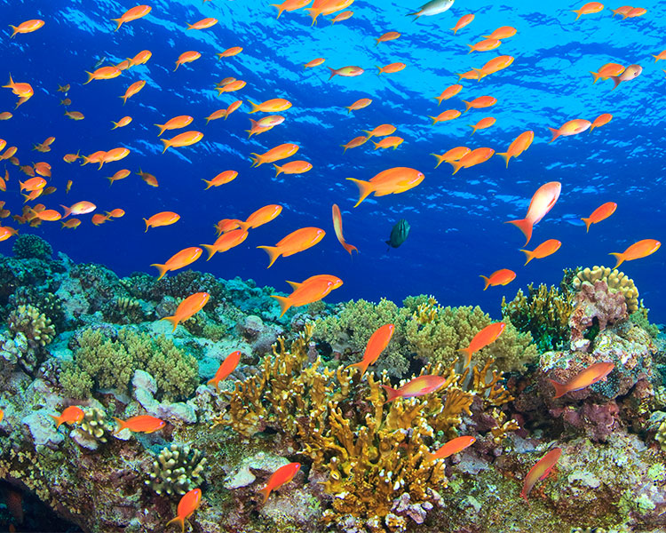 A large group of orange fish swimming in the ocean