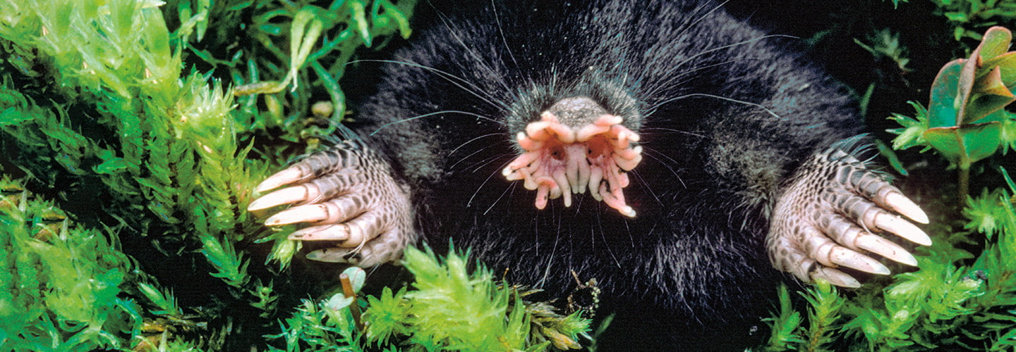 Small black mole with a star-shaped nose peaking out of green brush