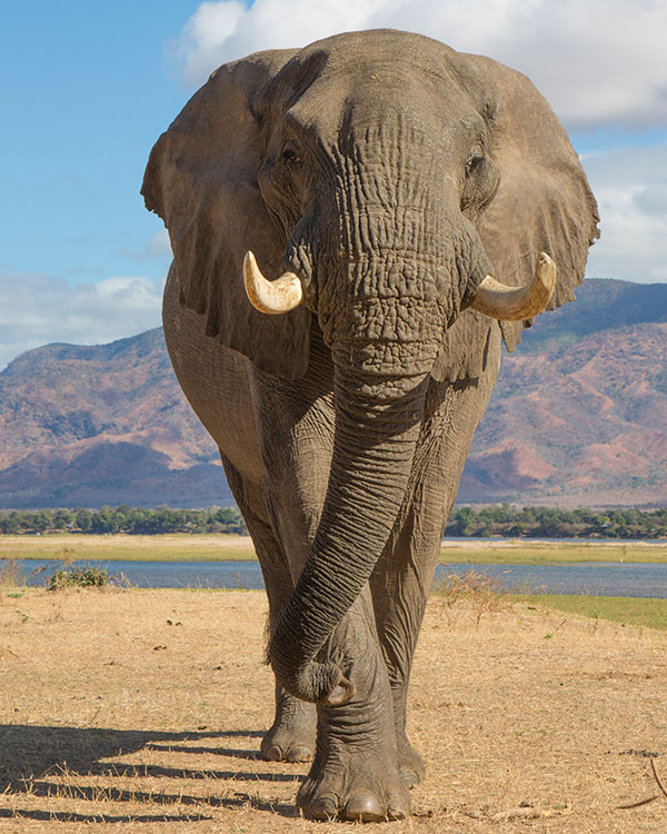 Elephant walking