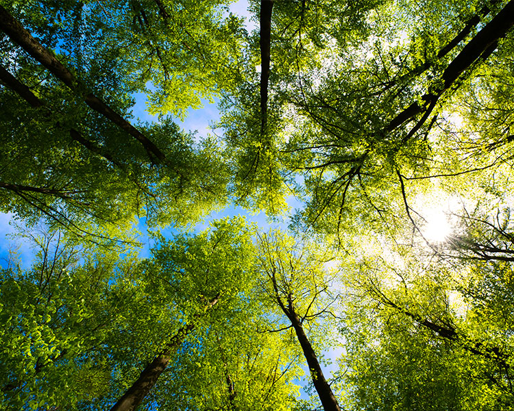 Image of the treetops from the view of the forest floor