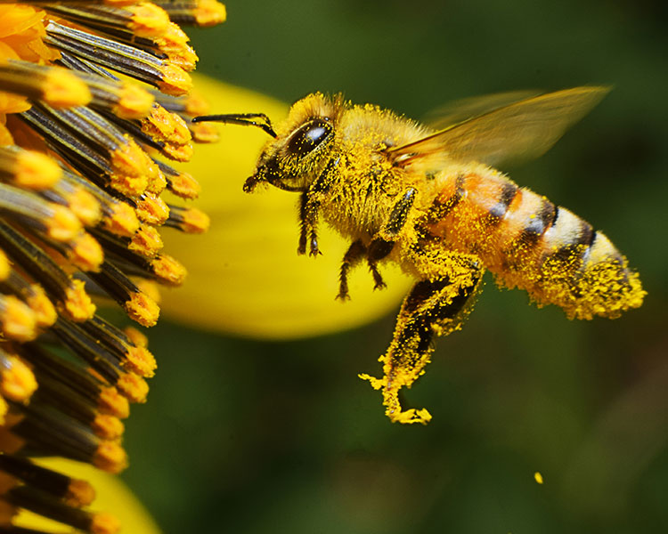 Image of a honeybee covered in pollen