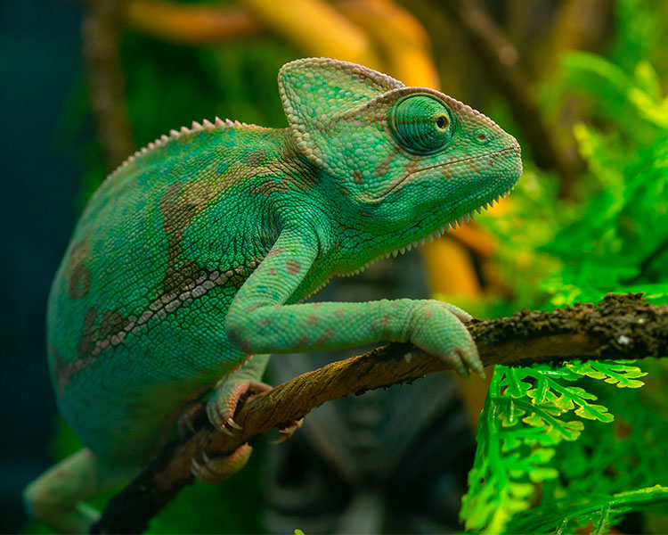 Image of a green chameleon on a branch