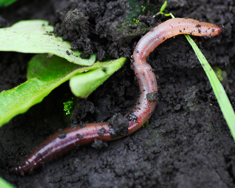 Image of a warm crawling in the soil