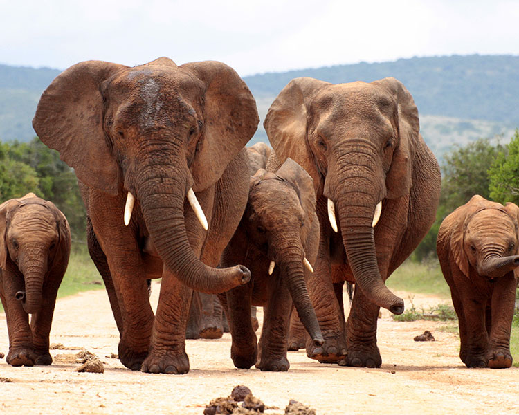 Photo of a family of elephants walking in nature