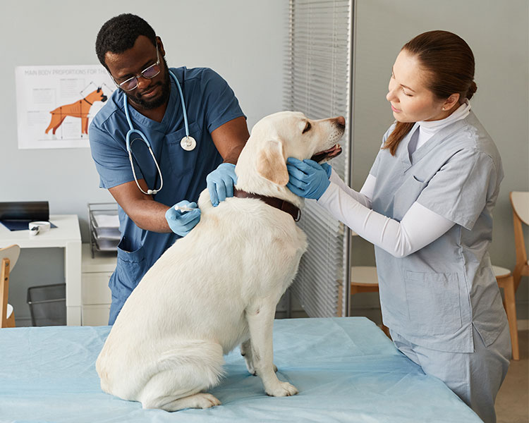 Photo of two vets taking care of a big dog in their office