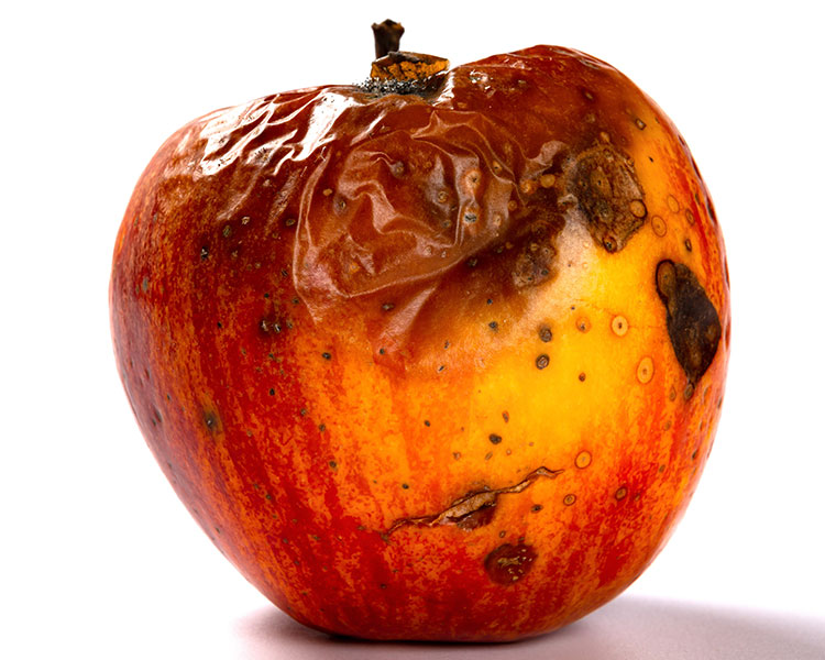 Photo of a rotting apple