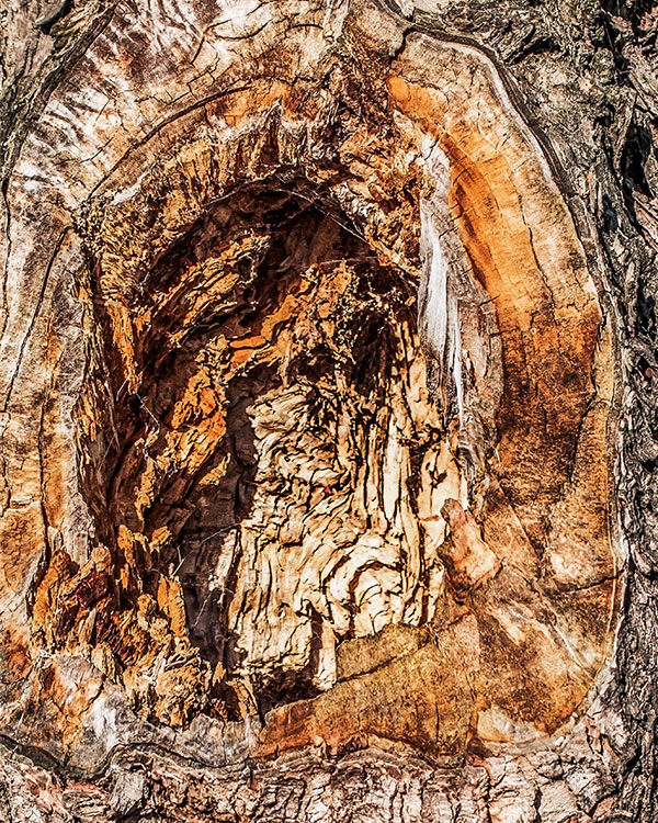 Photo of the interior of a dead tree