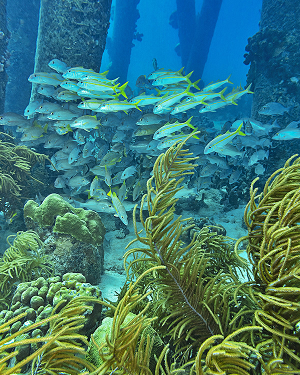 Image of a school of fish swimming together underwater