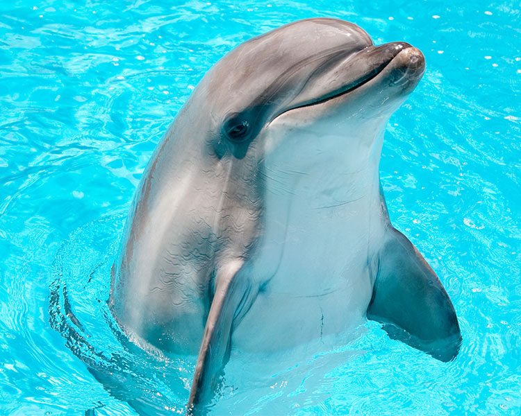 Image of a dolphin with half its body out of water