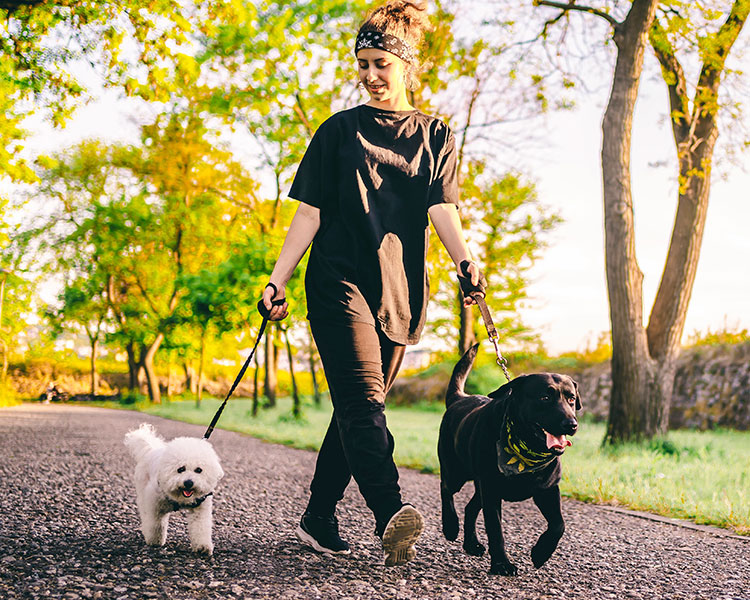 Photo of a person walking two dogs in a park