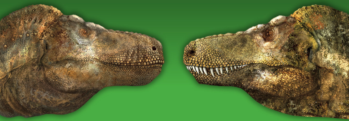 Image of two dinosaurs facing each other, one with closed mouth, other showing teeth