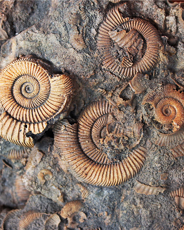 Photo of multiple spiral fossils