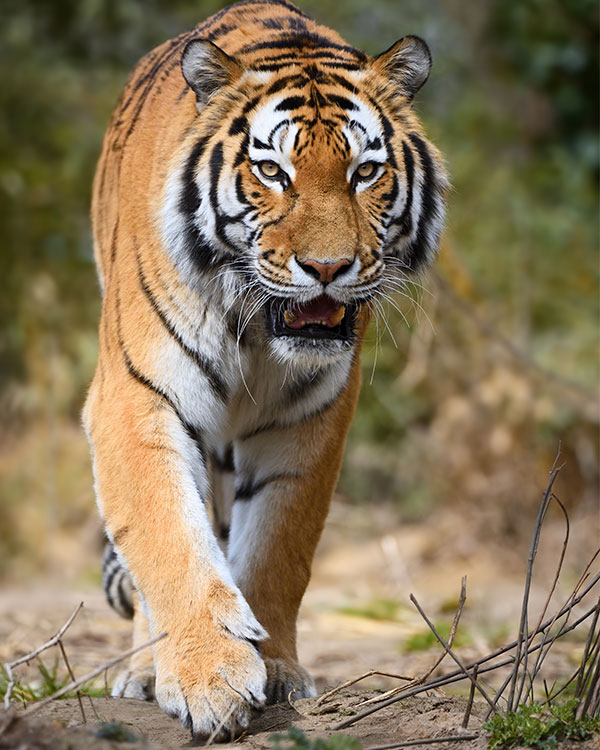 Photo of a tiger