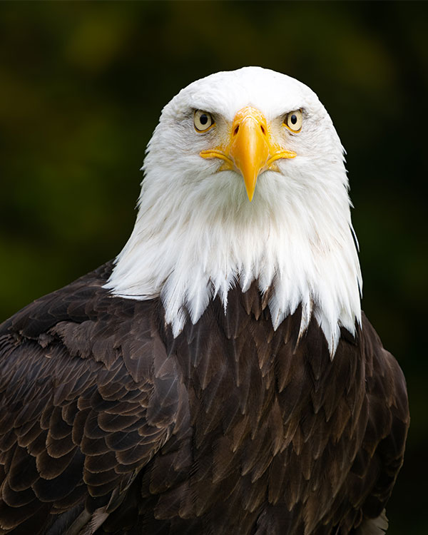 Image of a Bald Eagle